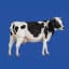 Specie Bovino/Bufala