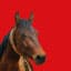Specie Cavallo