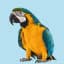 Specie Uccelli