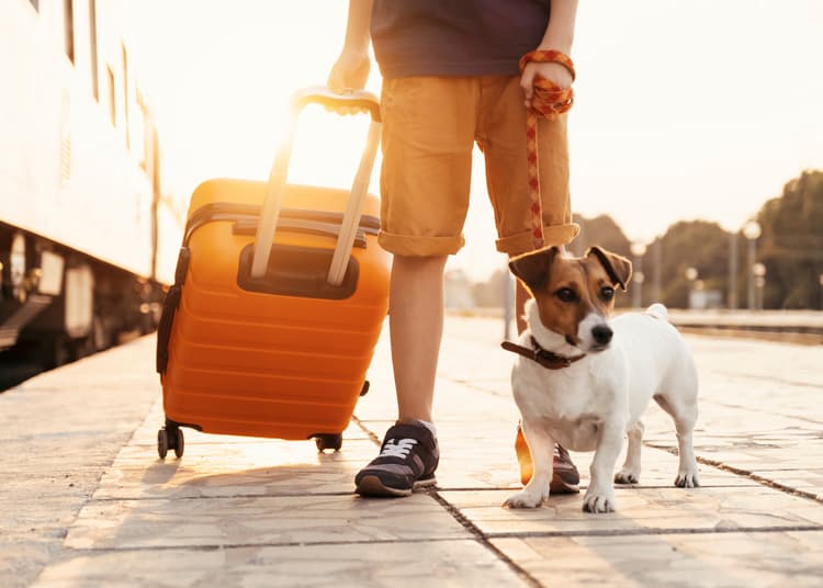 In viaggio con i pet: la normativa da conoscere