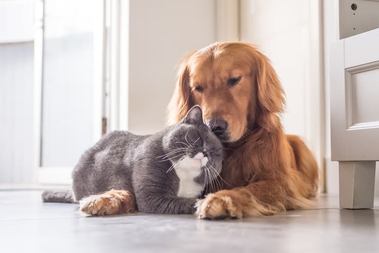 Il progetto registro tumori animali: un passo avanti per la ricerca oncologica veterinaria e umana