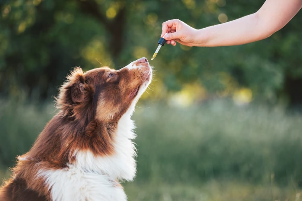 CBD tra gli stupefacenti: perché?