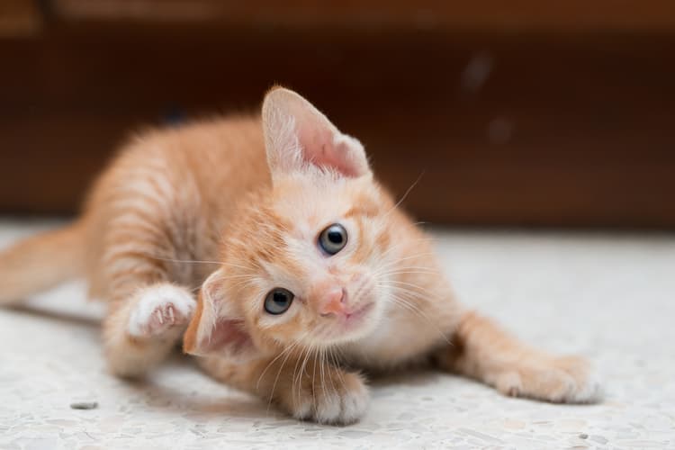Alfabeto del gattino: D come dermatologia