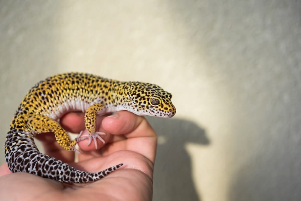 Sauri in ambulatorio: come gestire le specie più diffuse