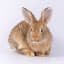 Specie Coniglio