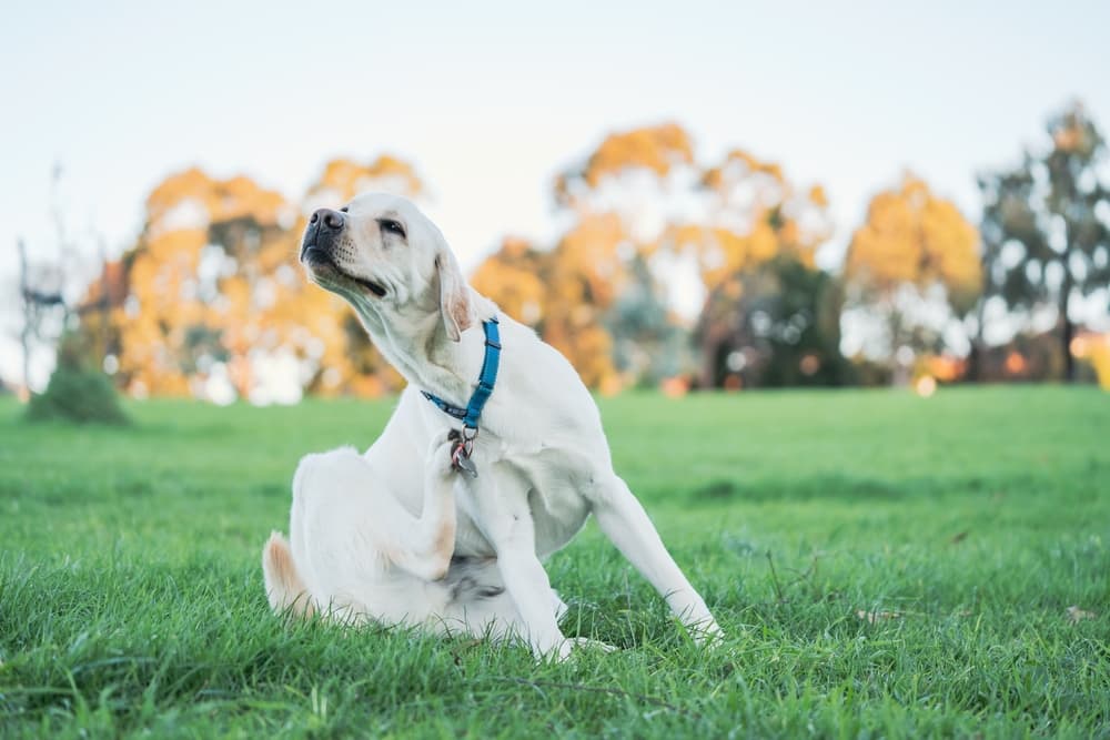 Energia luminosa fluorescente: innovazioni dal Simposio del congresso mondiale di dermatologia veterinaria a Boston
