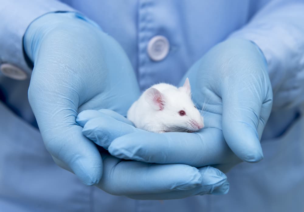 Direttiva 63/2010 per la protezione degli animali usati ai fini scientifici: nuovo report della Commissione UE