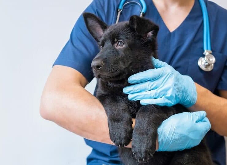 L’equo compenso del veterinario professionista