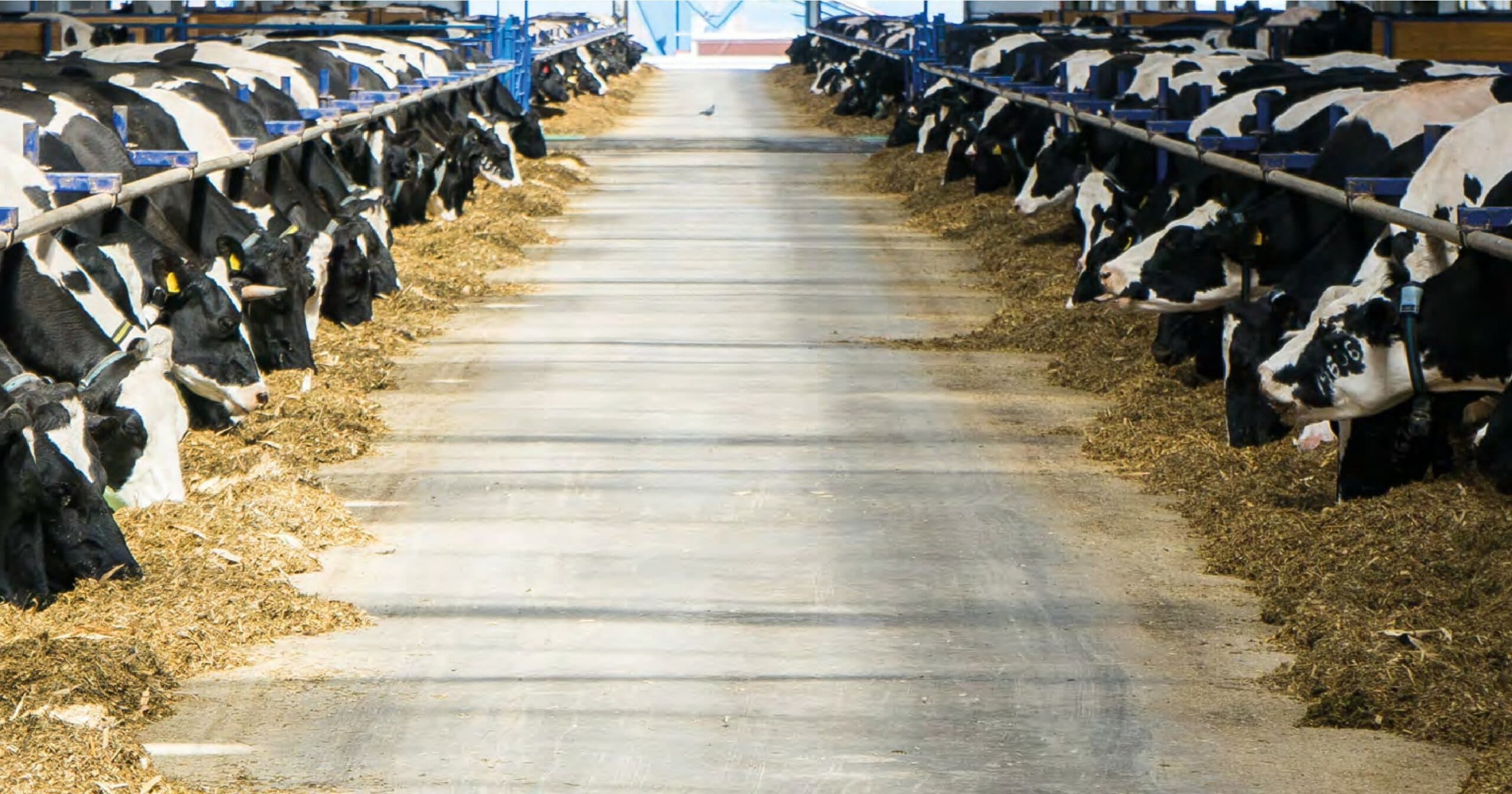 La chetosi bovina e il suo legame con il metabolismo in asciutta