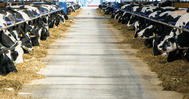 La chetosi bovina e il suo legame con il metabolismo in asciutta