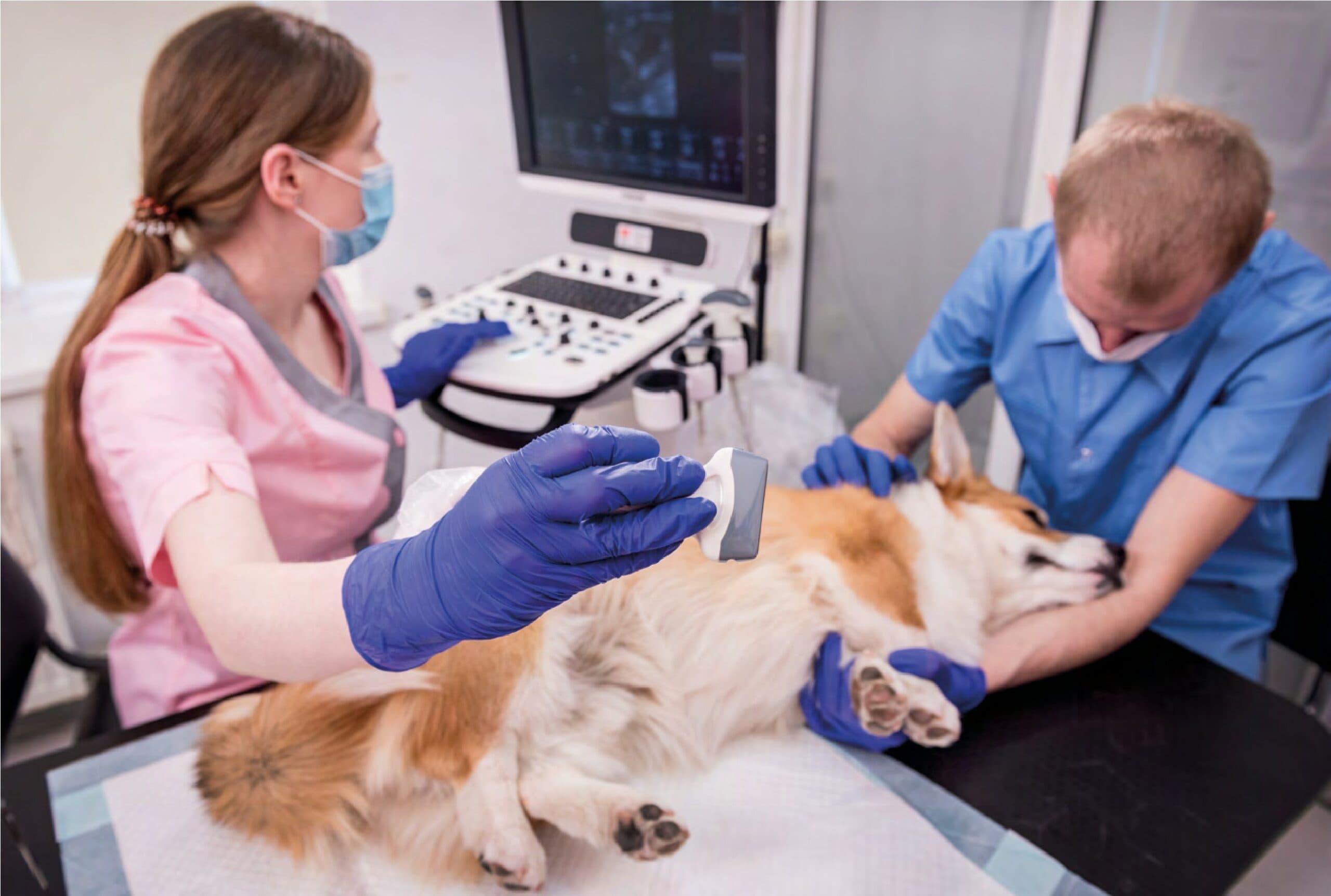 Patologie biliari nel cane: un consensus pratico