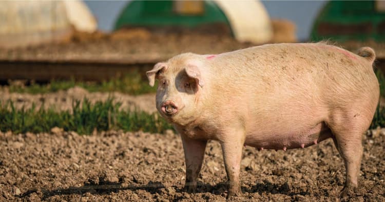 Gli effetti gastrici dei FANS nell’allevamento suino