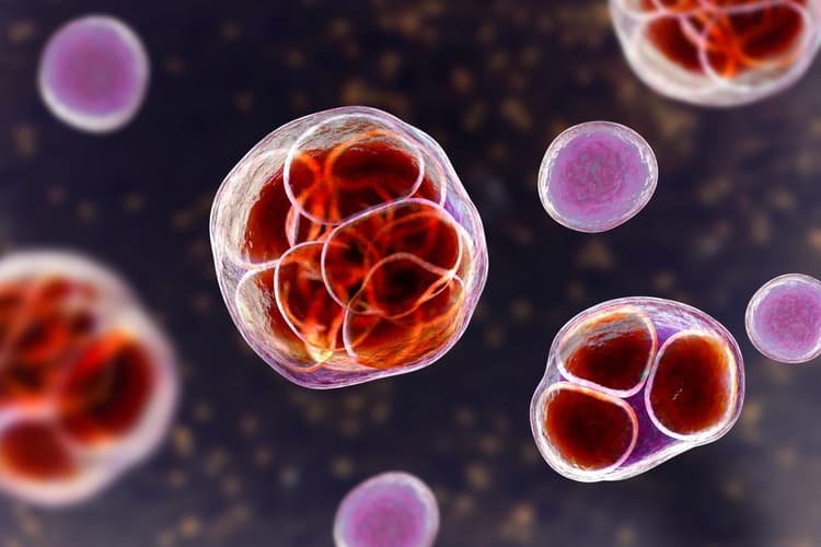 Prototheca: un agente eziologico ancora poco conosciuto