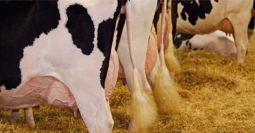 L’uso di chitosano nelle mastiti bovine da Staphylococcus non-aureus