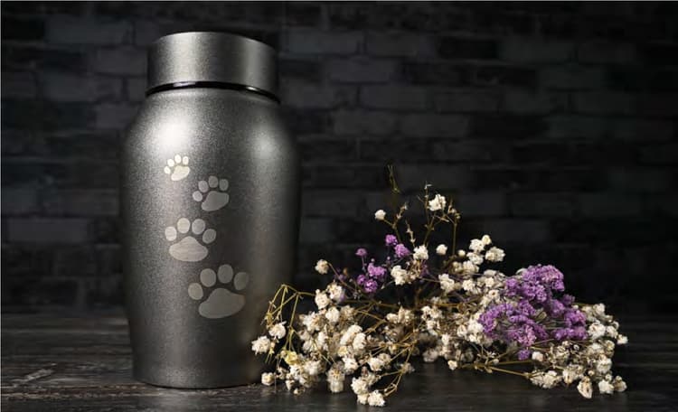 Eutanasia nel cane e nel gatto: come affrontarla adeguatamente?