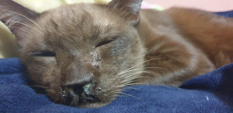Linfoma giovanile nel gatto: caratteristiche cliniche e sopravvivenza a lungo termine