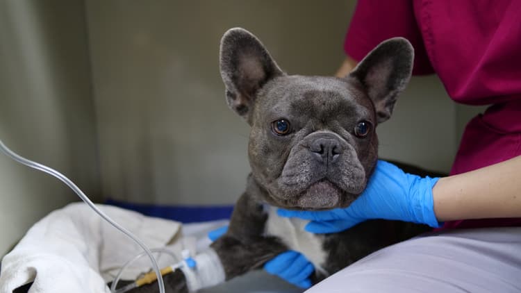 Correzione chirurgica di una sindrome brachicefalica in un Bouledogue