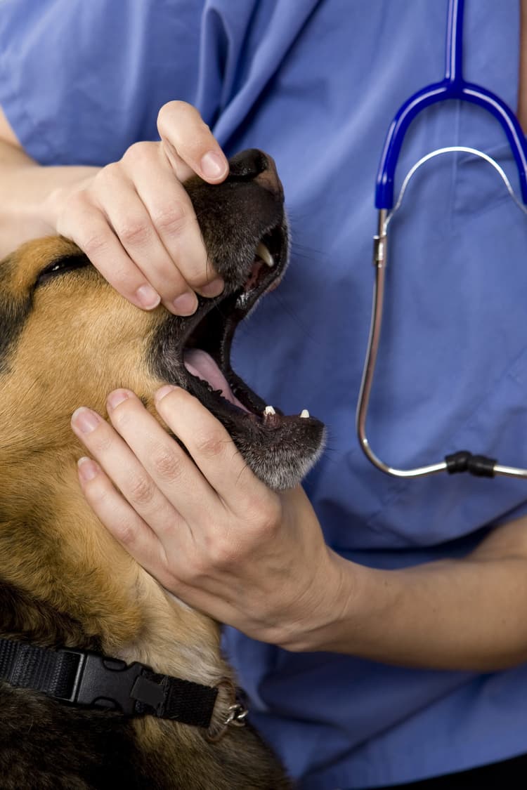 Uno sguardo ai tumori orali del cane e del gatto