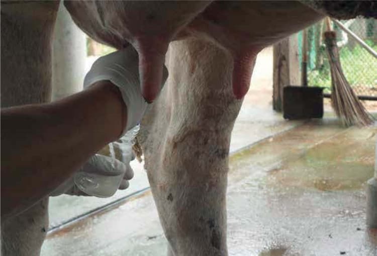 Il prelievo del latte: una matrice da maneggiare con cura