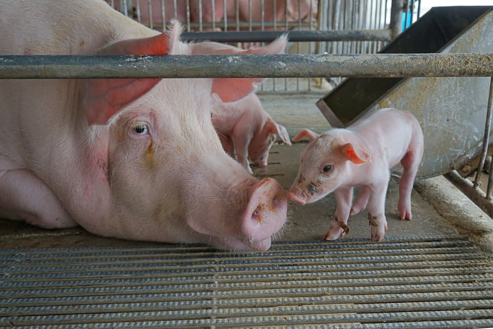 Box parto aperti: un sistema alternativo nell’allevamento suino