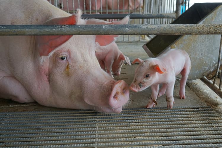 Box parto aperti: un sistema alternativo nell’allevamento suino