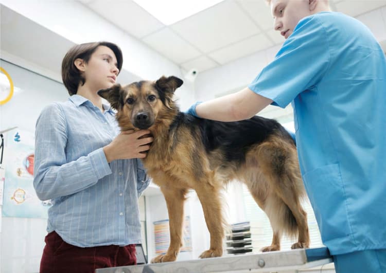 I marcatori renali attualmente disponibili nel cane e nel gatto