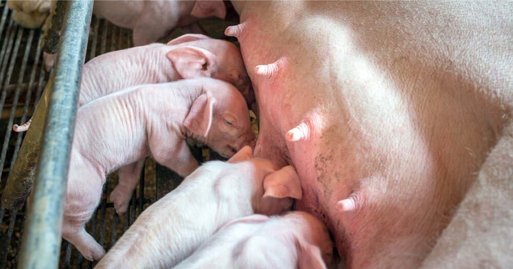 La streptococcosi suina: un nemico ancora da sconfiggere