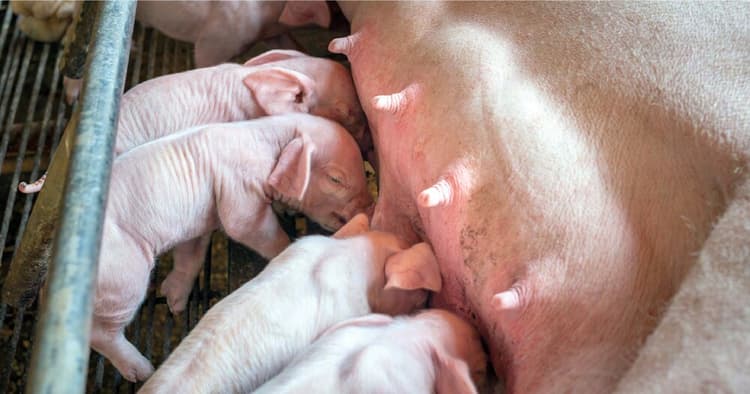 La streptococcosi suina: un nemico ancora da sconfiggere