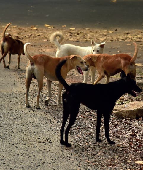 Leishmaniosi canina in Italia: la prospettiva del CReNaL