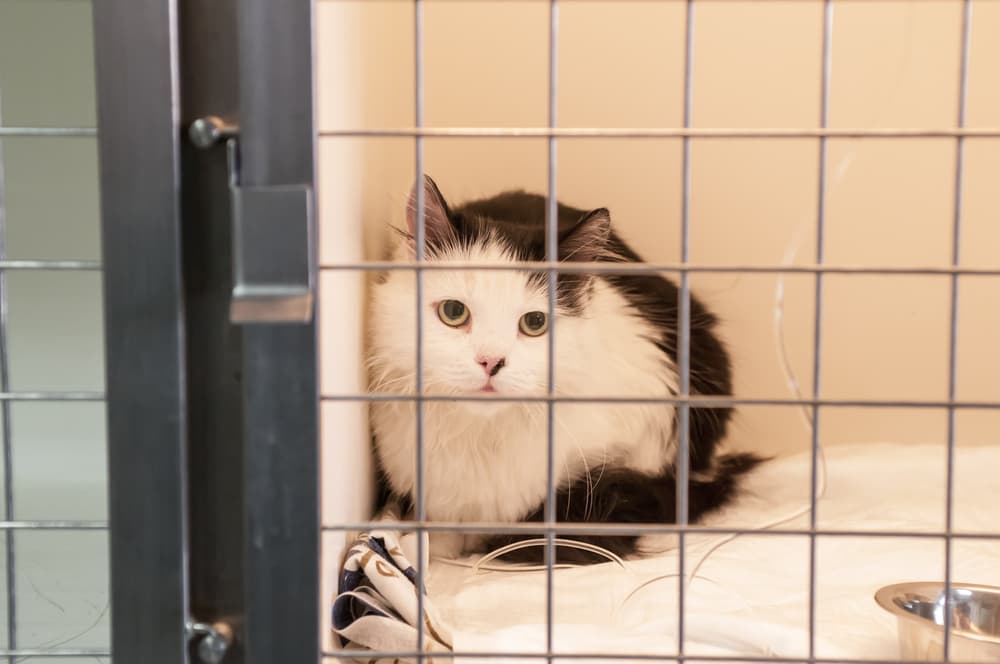 Infezioni nosocomiali nel cane e nel gatto