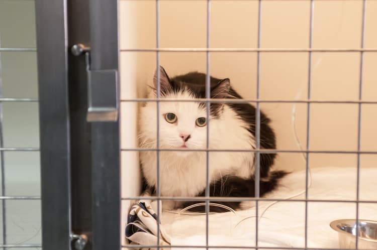 Infezioni nosocomiali nel cane e nel gatto