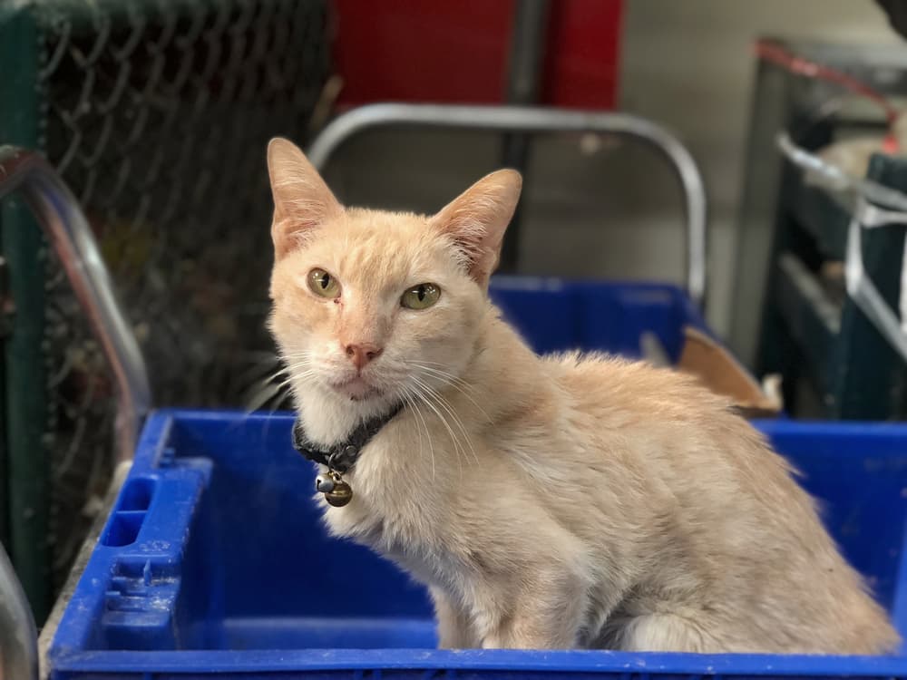 FIP: le conoscenze finora