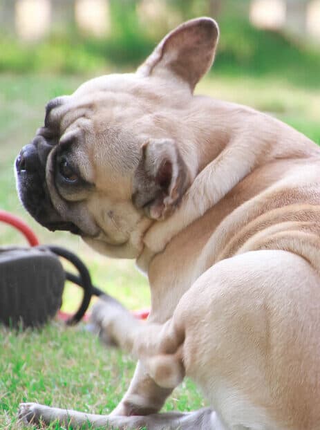 Dermatite atopica nel cane e nel gatto: i meccanismi immunopatologici