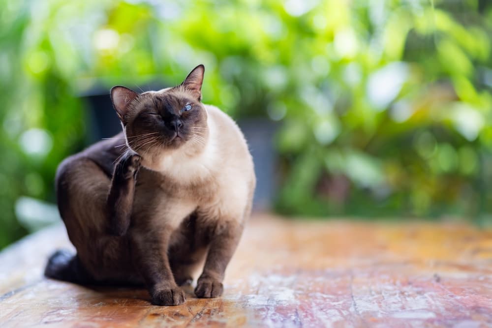 Dermatite atopica nel cane e nel gatto: gli effetti indesiderati della terapia in un bilancio retrospettivo di 5 anni