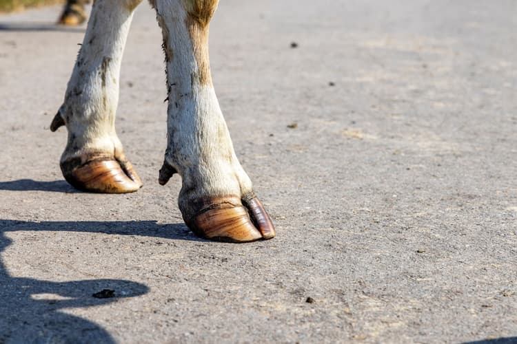 Dermatite digitale nel bovino: focus sul trattamento collettivo