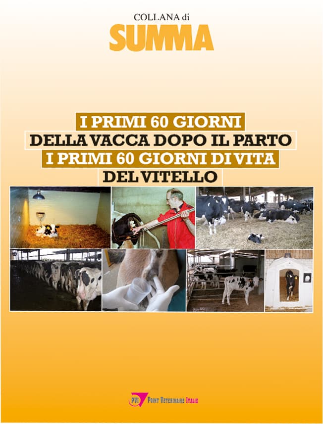 I primi 60 giorni della vacca dopo il parto, i primi 60 giorni di vita del vitello