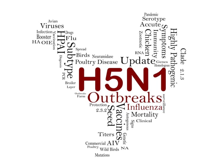 Influenza aviaria nell’uomo: la situazione a maggio 2024