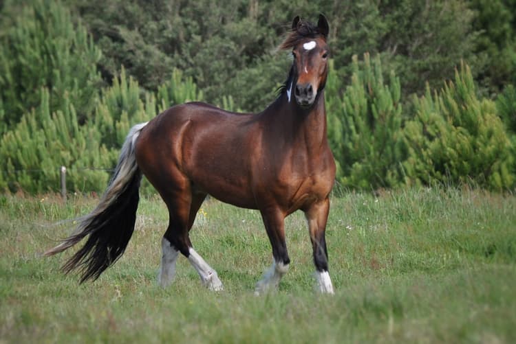 Elettrocardiogramma nel cavallo: istruzioni per l’uso