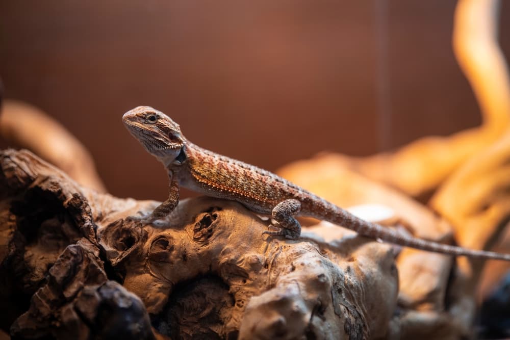 Patologie epatiche dei rettili: dalla diagnosi al trattamento