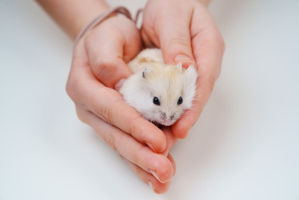 NAC e rischi zoonosici