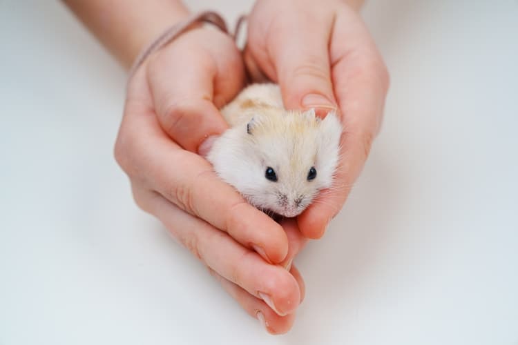 NAC e rischi zoonosici