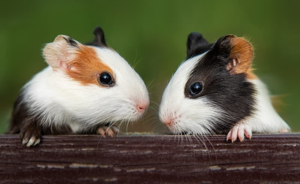 Cavia peruviana: sterilizzazione chirurgica o chimica?