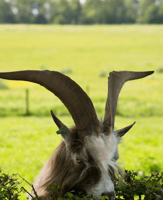 Piante e sintomi neurologici nei ruminanti