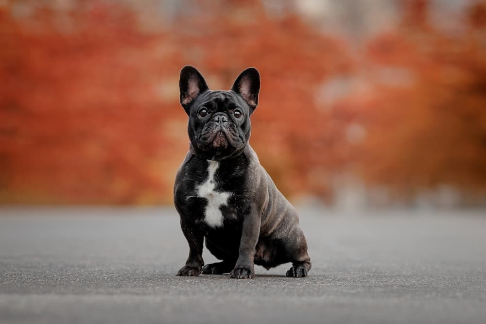 Energia luminosa fluorescente come supporto nelle pododermatiti del cane