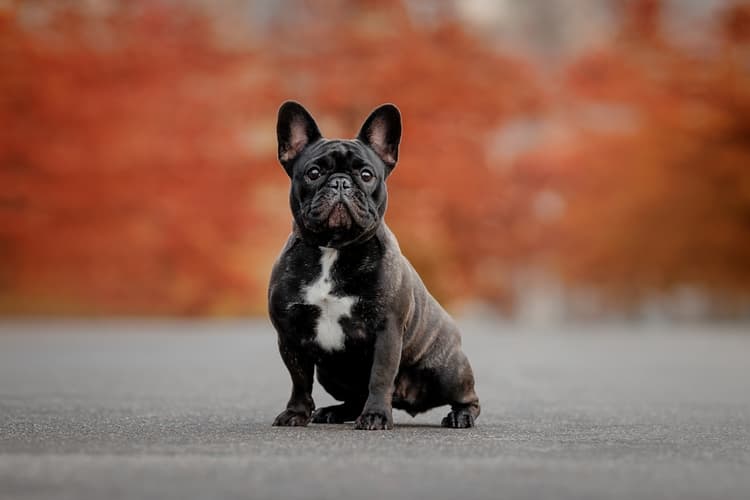 Energia luminosa fluorescente come supporto nelle pododermatiti del cane