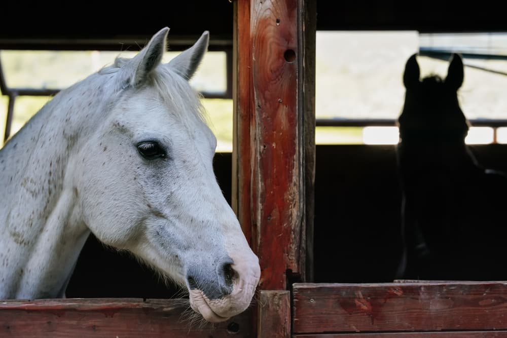 Catetere epidurale nel cavallo: istruzione per l’uso