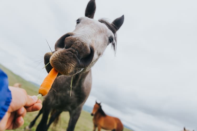 Dieta per il cavallo anziano