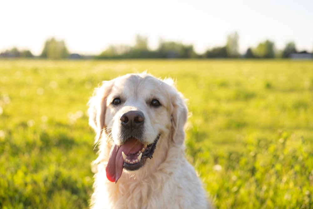 Energia luminosa fluorescente nel supporto alla guarigione delle ferite post mastectomia nel cane