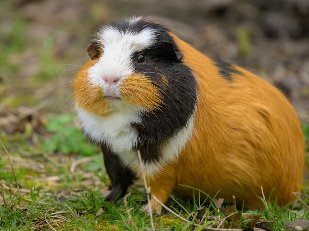 Dermatosi parassitarie, infettive e micotiche dei roditori da compagnia: conoscerle per una diagnosi tempestiva