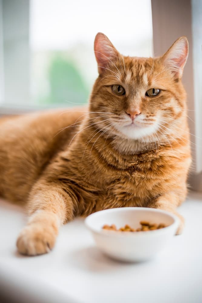 Alimentazione e comportamento: aspetti strettamente correlati nei felini
